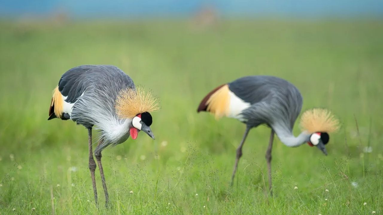 Two grey crowned cranes walking together in green grass of Maasai Mara, Kenya, during a safari.