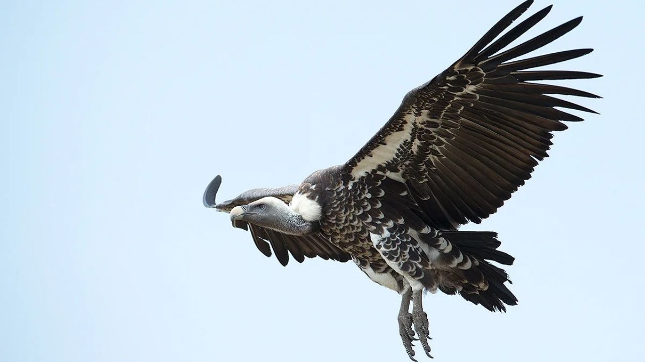 Huge griffon vulture in full flight over Maasai Mara, Kenya, with another griffon visible below.