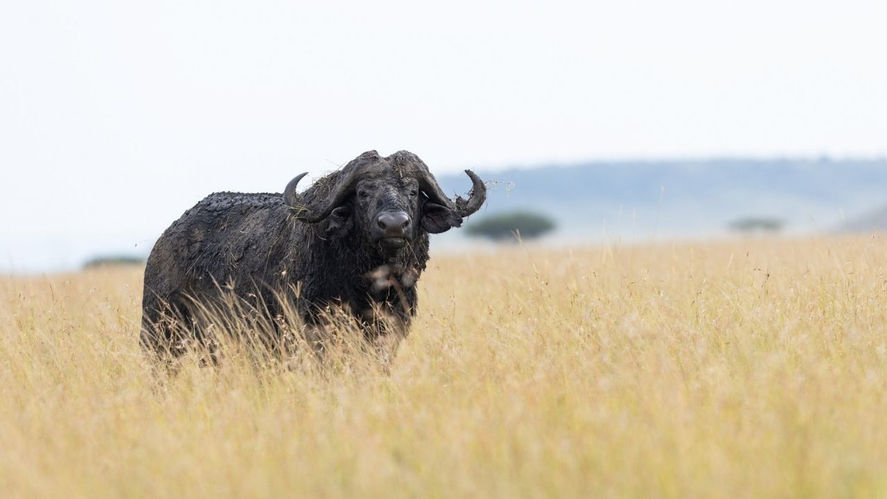 Lone African buffalo in tall golden grass on the Maasai Mara plains, Kenya, with hills in the background.
