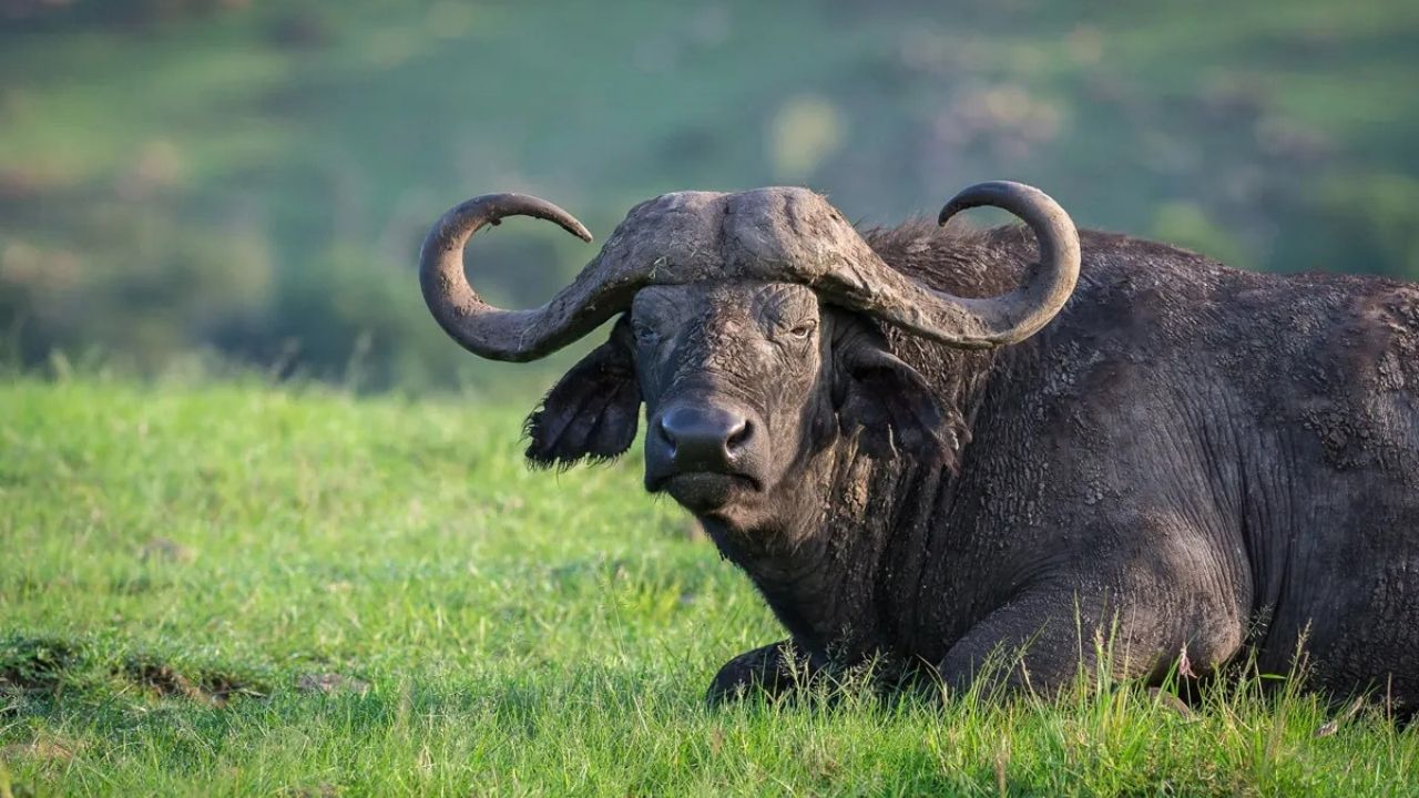 Large African buffalo from the Big Five sitting on green grass in Maasai Mara, Kenya.
