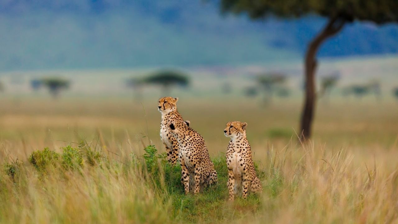 Three cheetahs sitting in golden grass plains of Maasai Mara, Kenya, with scattered trees in the background.