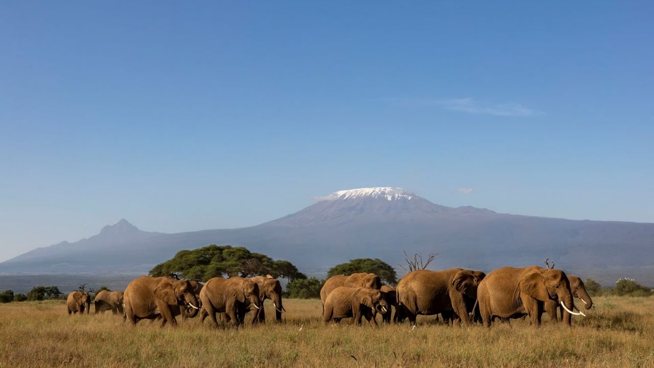 Amboseli National Park elephants with Mount Kilimanjaro in the background, captured on an Angama Safari tour.