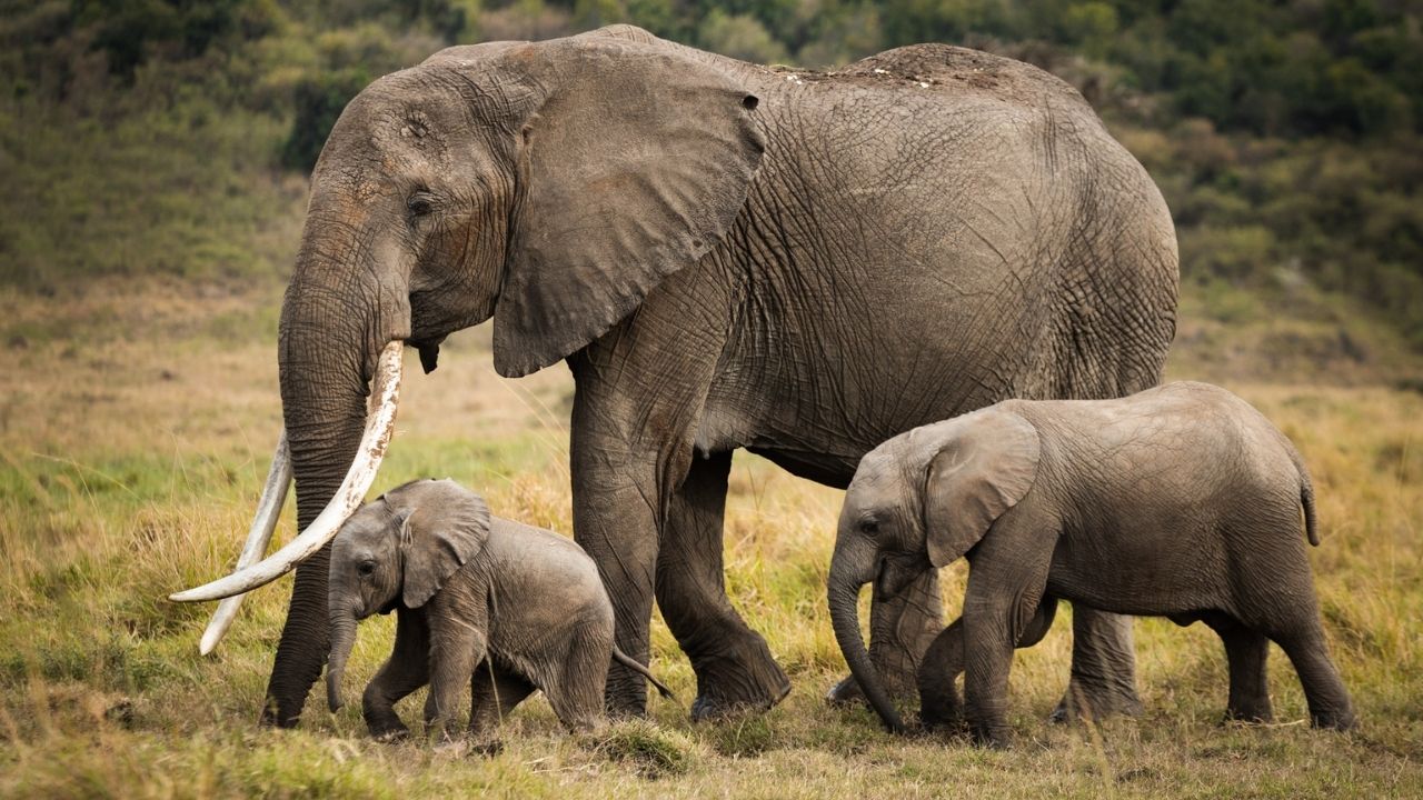 Adult elephant walking with two baby elephants in Maasai Mara, Kenya, during a safari.