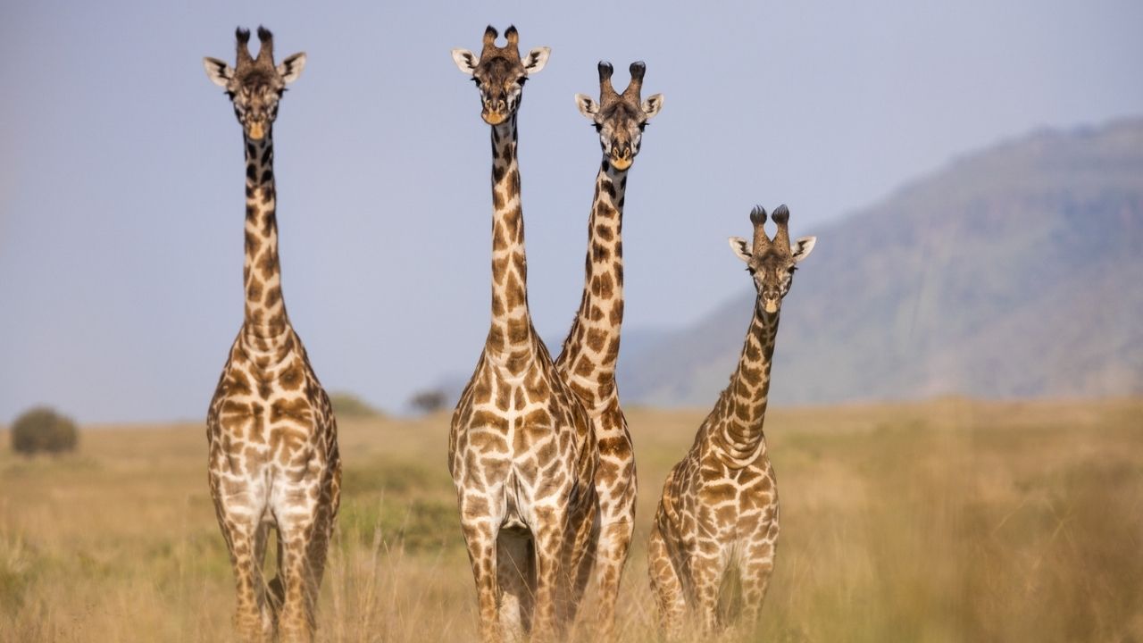 Four giraffes, three adults and one adolescent, in golden grass of Maasai Mara, Kenya, during a safari.