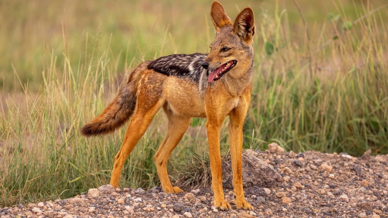 Black-backed jackal on mound looking over shoulder in Maasai Mara, Kenya, African safari wildlife.