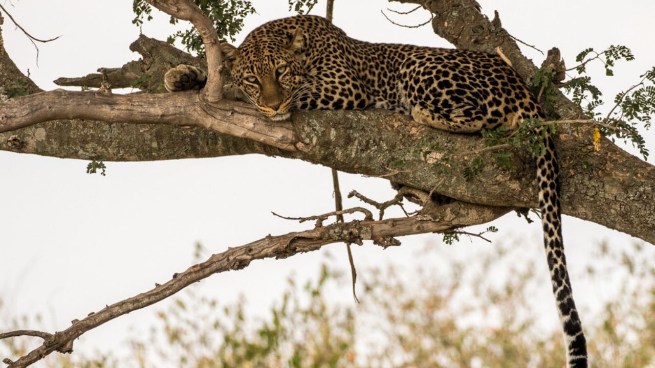 Leopard resting in a tree in Maasai Mara, Kenya, during a safari.