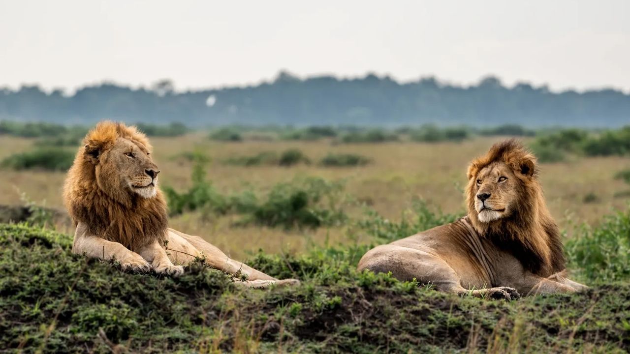 Two male lions with large manes sitting in green grass on the Maasai Mara plains, Kenya.