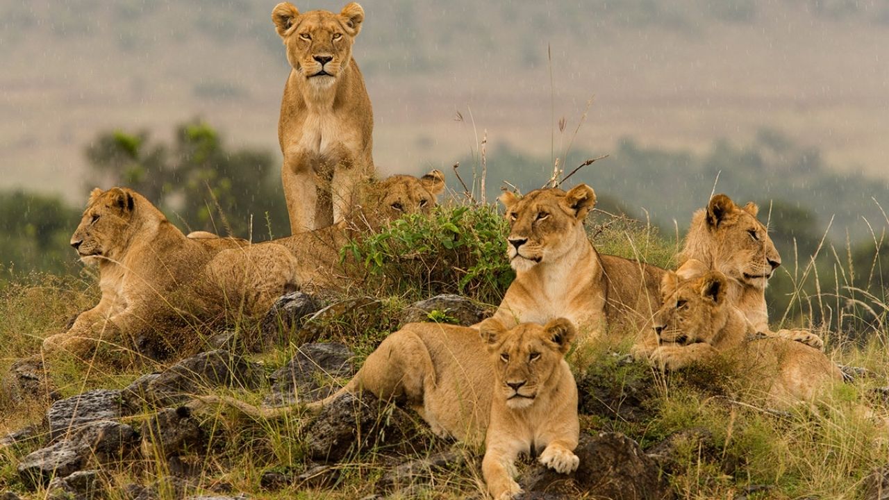 Pride of lions, mostly adolescents, sitting on a mound in Maasai Mara, Kenya, during a safari.