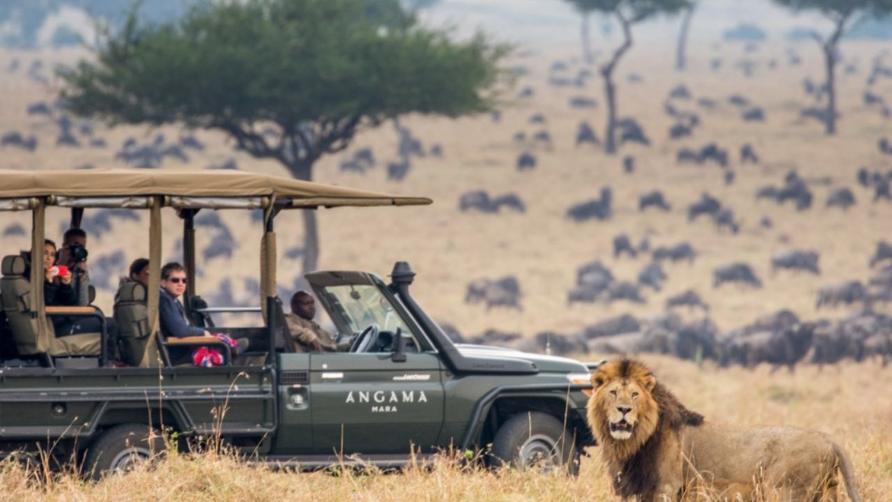 Lion in the foreground with a safari vehicle and a large wildebeest herd in the Maasai Mara National Reserve, Kenya.