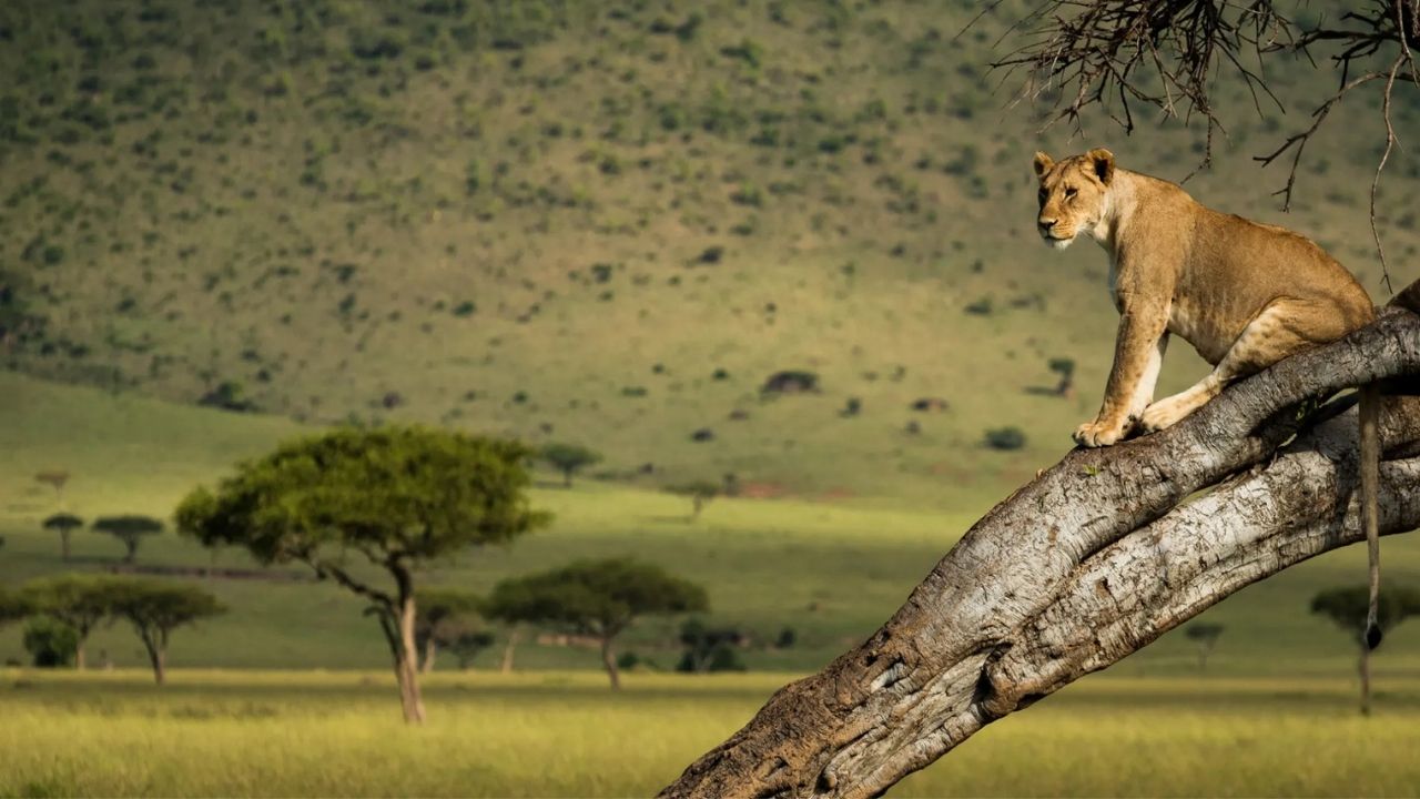 Lioness sitting on a large branch overlooking the Maasai Mara plains in Kenya.