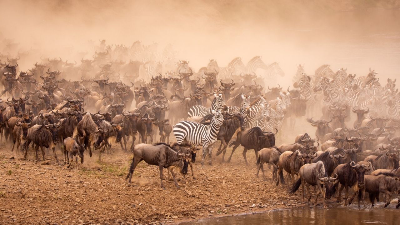 Herd of African buffalo and zebras migrating across dry plains in Kenya, dust rising in the background.