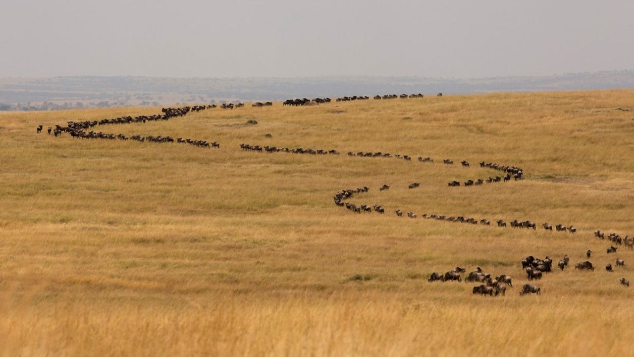 Long trail of wildebeest trekking across the Maasai Mara plains in Kenya with golden grass.
