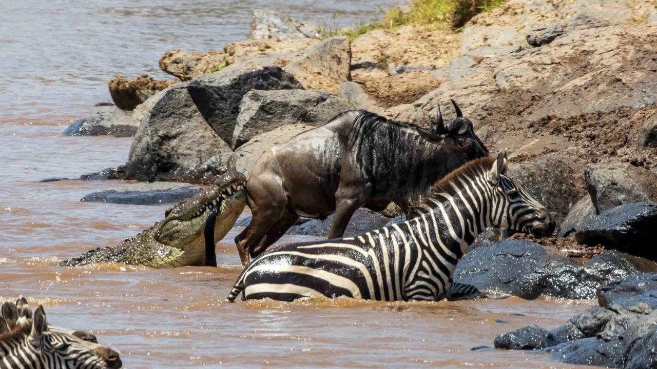 Wildebeest and zebras climbing out of a river in Kenya, wildebeest being grabbed by a crocodile during migration.