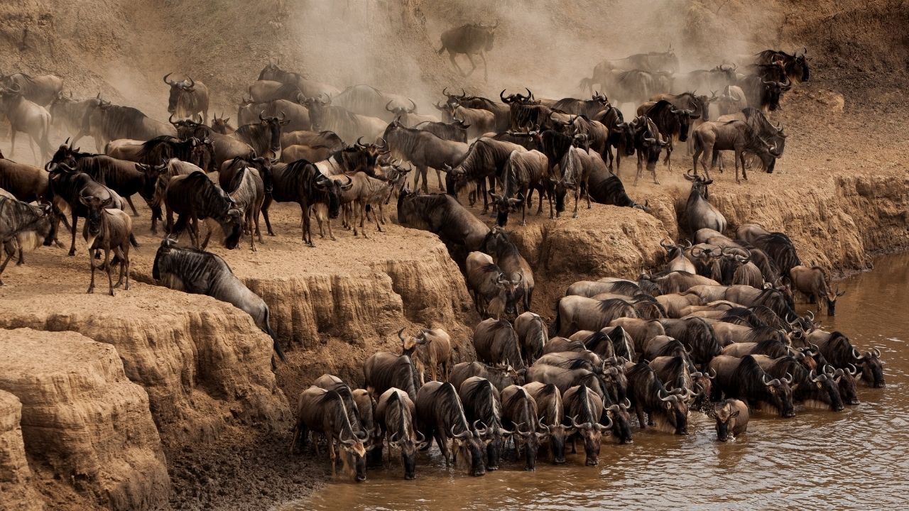 Wildebeests jumping into a river during migration in Kenya, dust rising in the background.