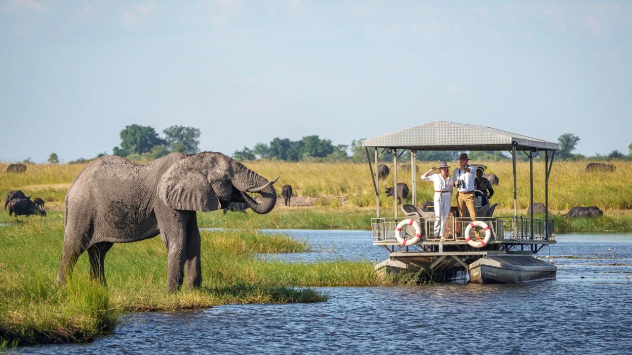 Guests on Chobe River boat safari watching elephant on riverbank