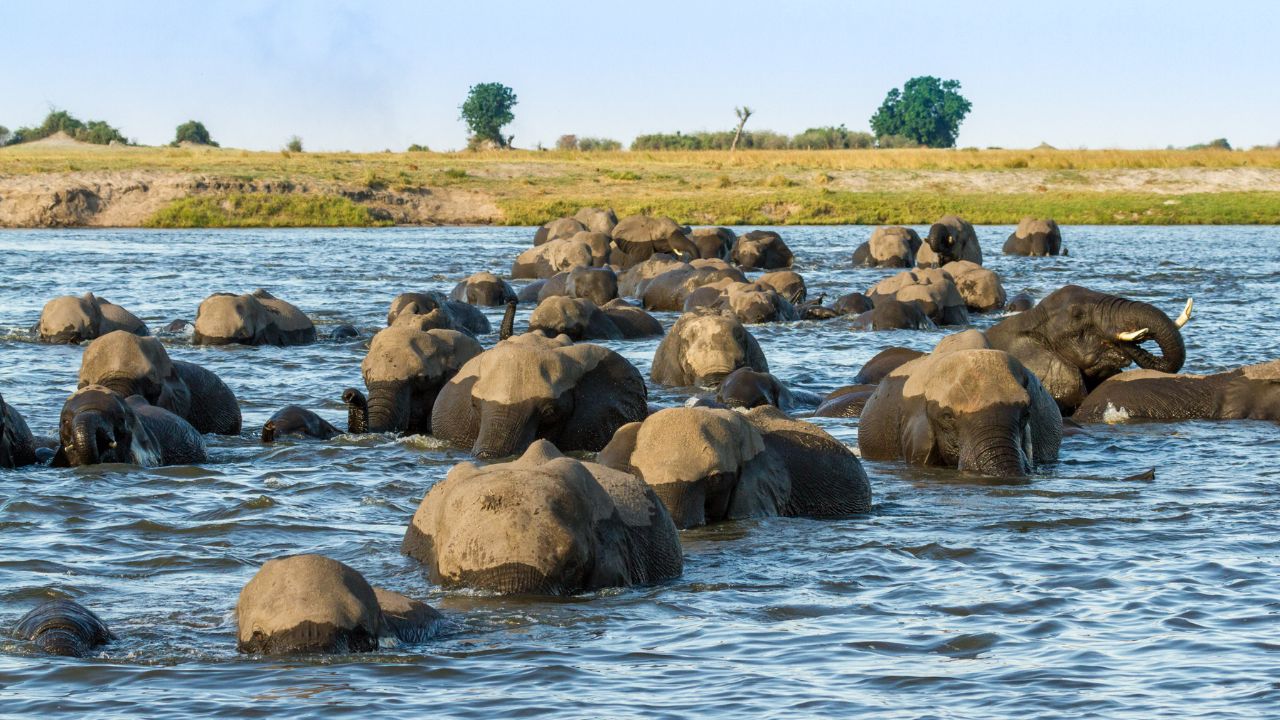 Herd of elephants crossing the Chobe River, photographed from behind