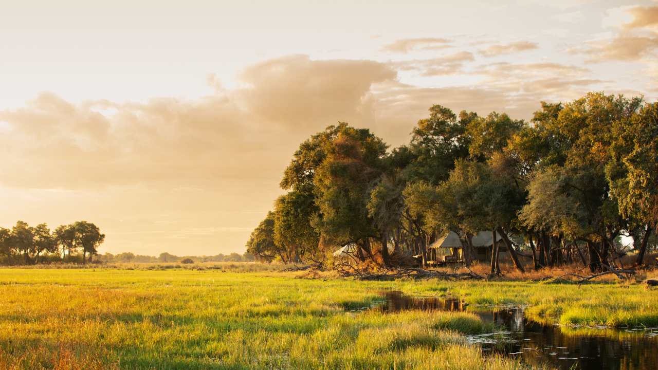 Early morning sunrise with lush green grass and waterways in the Okavango Delta. Clear views on the left, bushy trees on the right-hand side as the sun rises