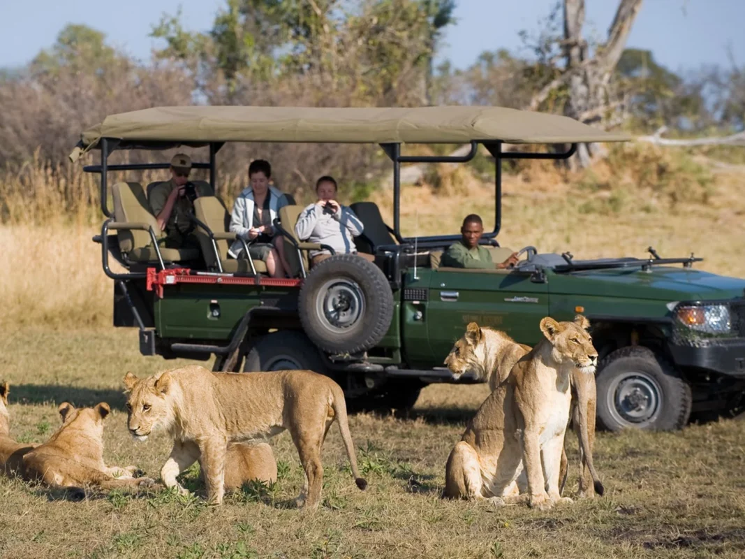 Game vehicle with guide in background viewing adolescent lions up close in Botswan