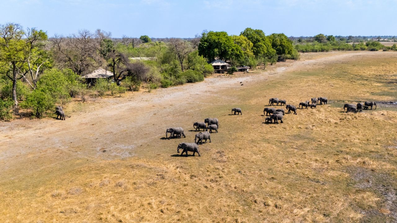 Aerial view of Zarafa Camp main lodge with herd of elephants on the plains in front, Okavango Delta, Botswana.