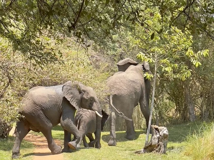 Three elephants at Chundukwa Lodge in Zambia, in the lodge gardens. Two adults, one baby.