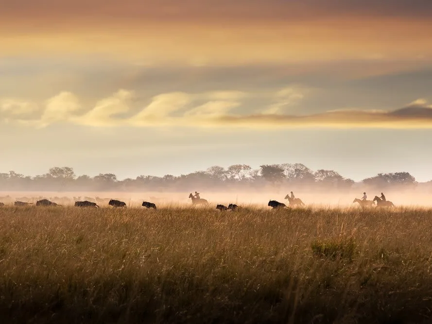 Group of horse riders in the distance viewing wildebeest in the golden plains of Zambia, with dust in the air from wildebeest running, reddish sky from dus