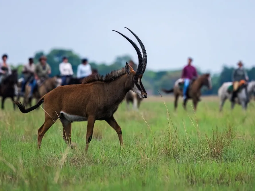 Brown sable antelope in foreground with huge horns, in background, group of horseback riders on Zambian horseback safari.
