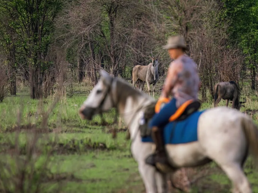 Man on horseback on a white horse, game viewing, spotting wildebeest in the bush in the distance on horseback safari in Zambia.