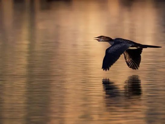 Low-flying goose over water, wings stretched wide, gliding just above the water in Zambia.