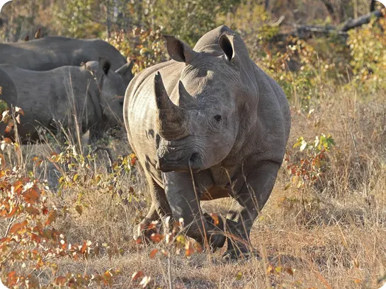 Full grown male rhino with long horn looking directly into camera with two other rhinos in the background in dry African bush.