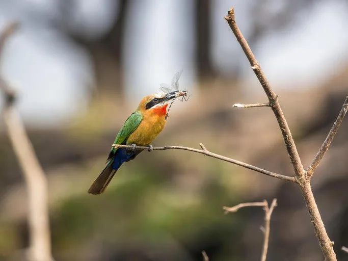Small coloured African bird, green wings, yellow chest, and red collar, sitting on a twig with insect in mouth in Zambia.