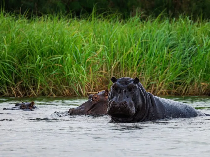 Small group of hippos, with one large hippo looking directly into the camera as he pops out of the river, thick lush reeds in the background.