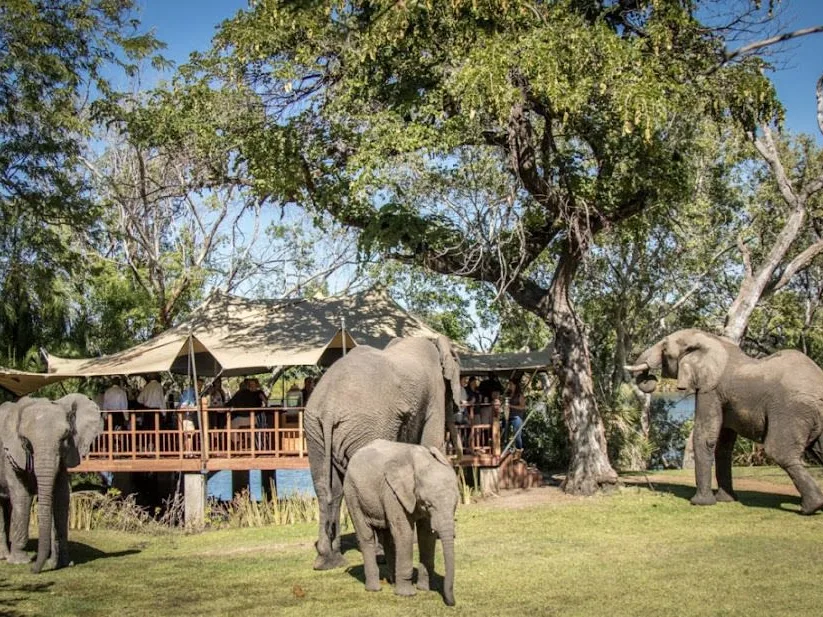 Three elephants walking through lodge ground in Livingstone, Zambia. Two adults, one baby, next to river.