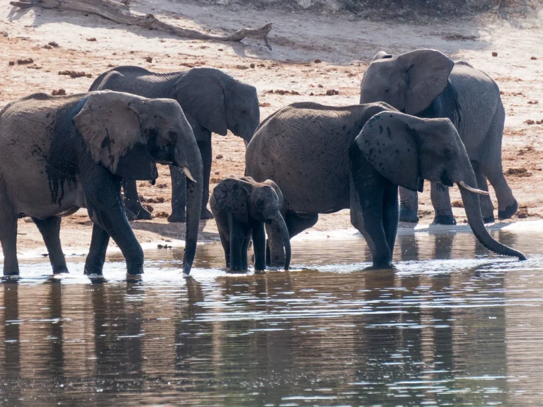 Small herd of elephants, mostly female, with one baby drinking from river with dusty background.