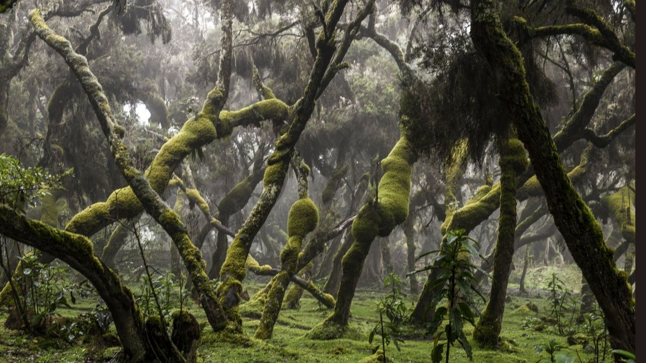 Moss-covered trees in Bale Mountains, Ethiopia