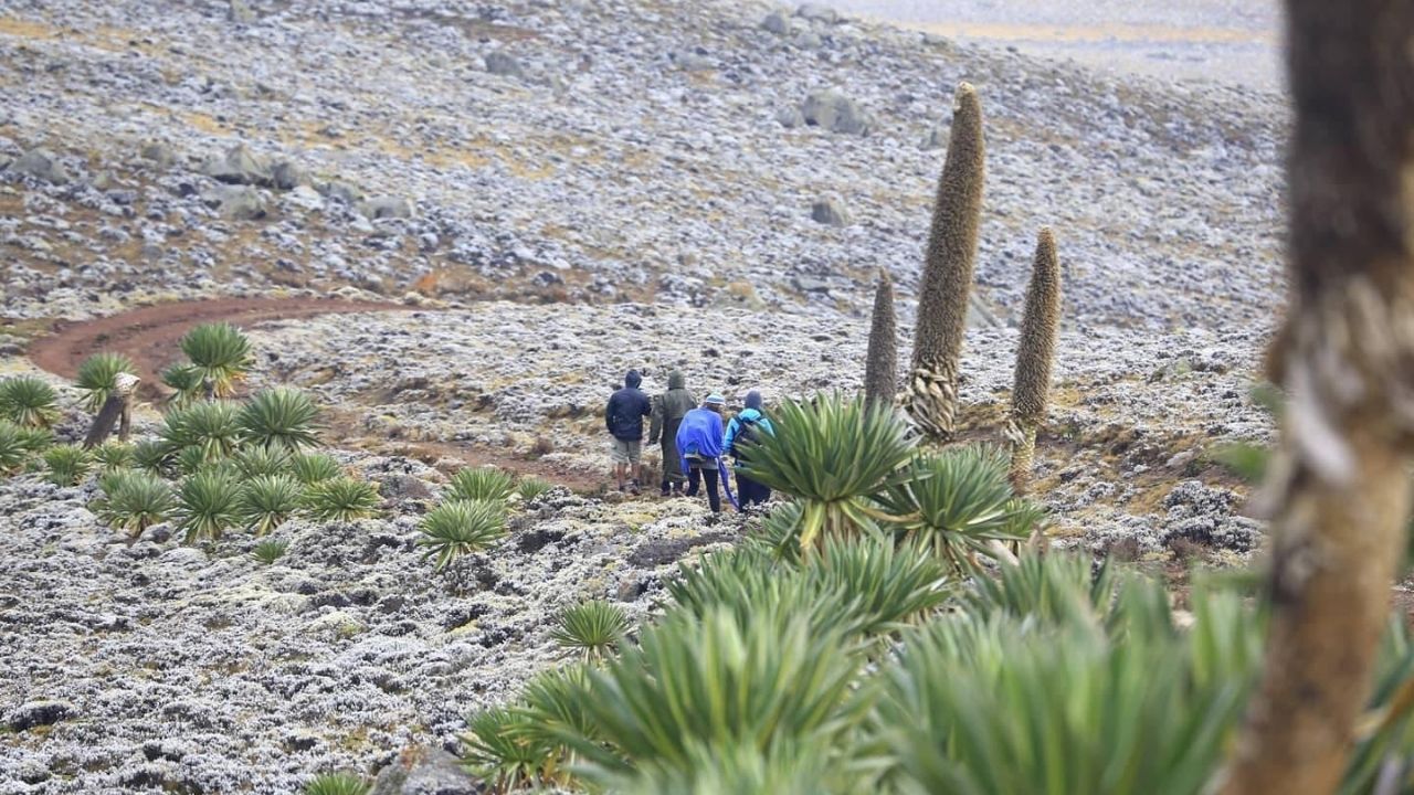 Hikers walking in Bale Mountains with tall cacti, Ethiopia