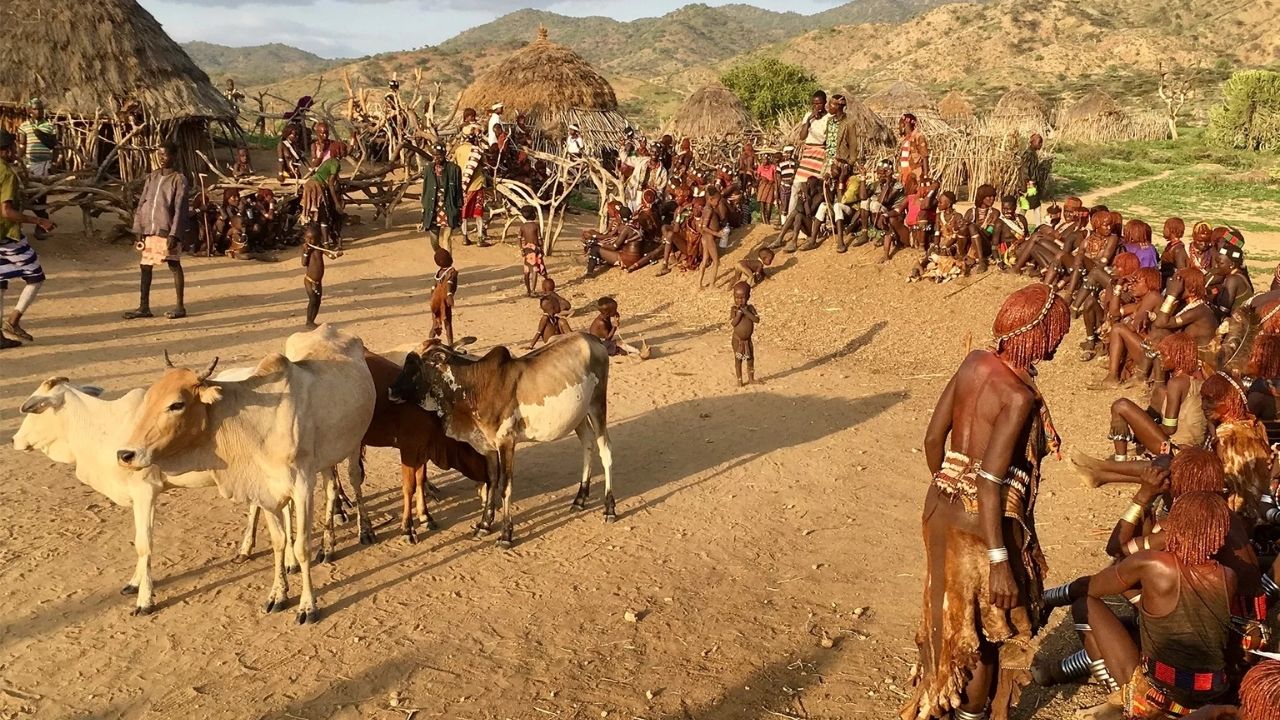 Ethiopian cultural village with cattle and mud huts