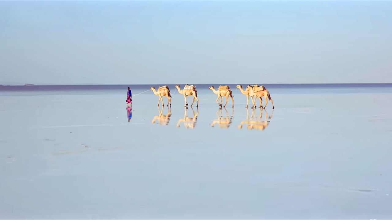 Low-angle shot of camels reflected in shallow water on Danakil salt plains.
