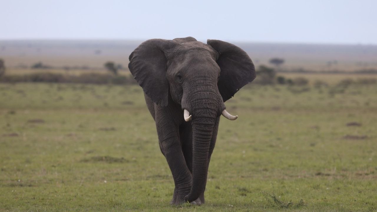 Lone elephant walking across Ethiopian plains
