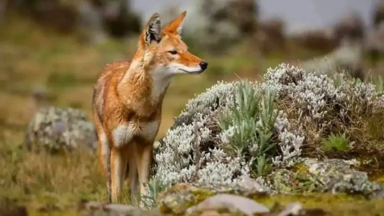 Ethiopian wolf looking left, front profile, Ethiopia