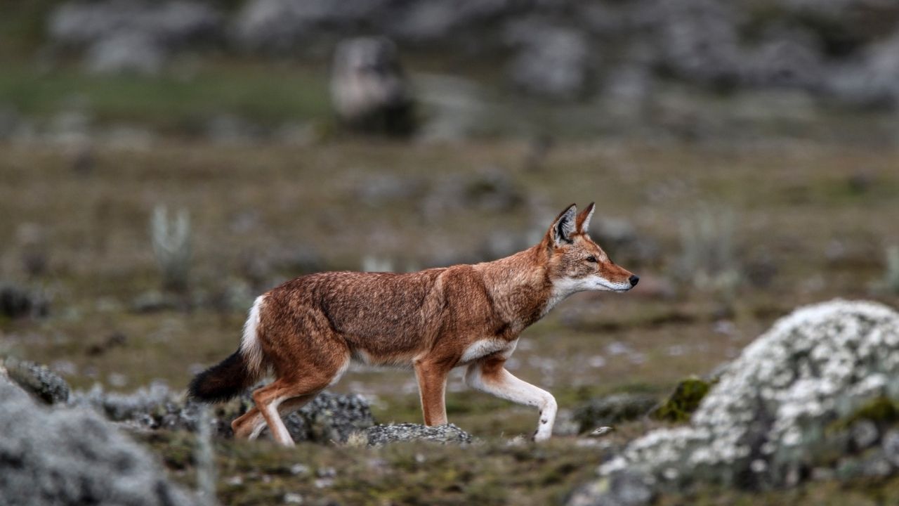 Ethiopian wolf side profile walking in mountains, Ethiopia