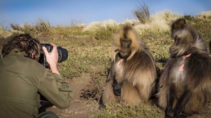 Photographer capturing gelada monkeys, Simien Mountains Ethiopia