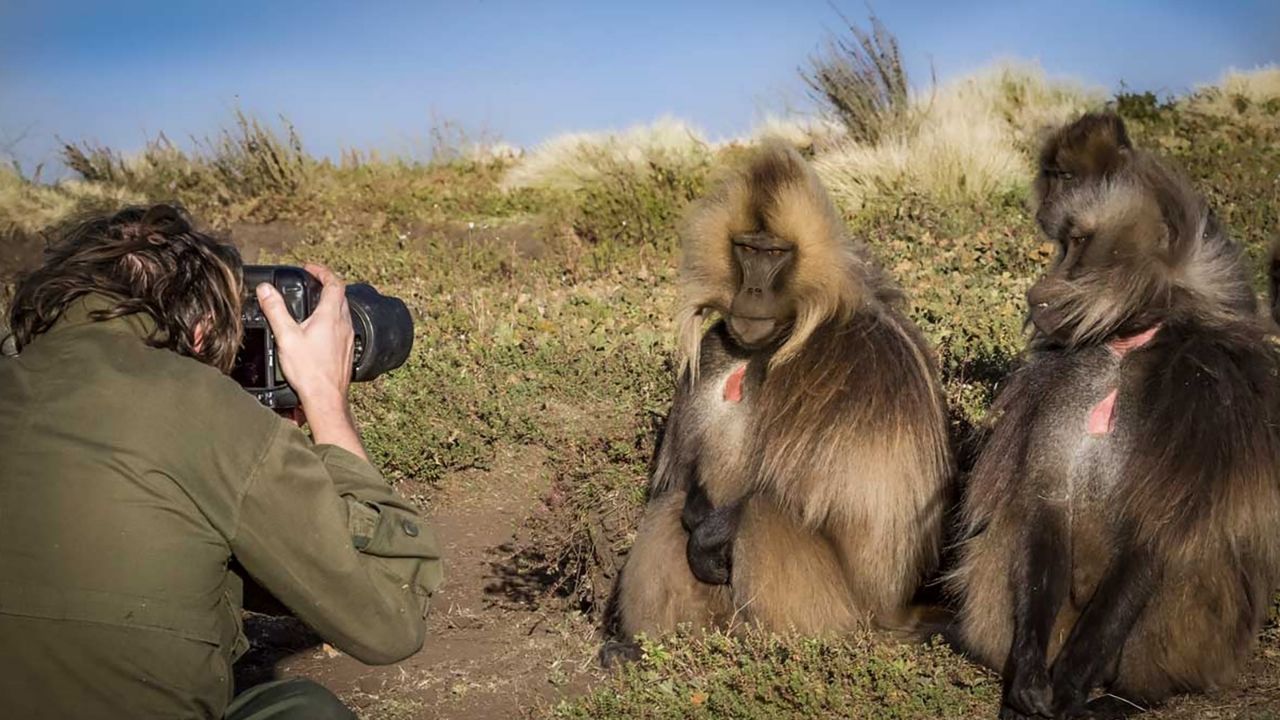 Photographer capturing gelada monkeys, Simien Mountains Ethiopia