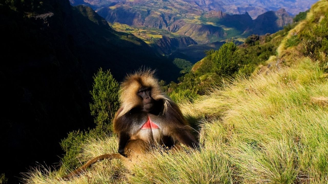 Gelada monkey in green vegetation, Simien Mountains Ethiopia