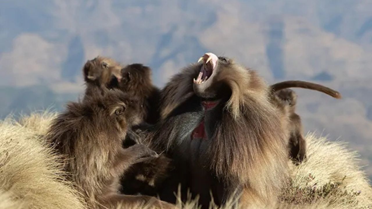 Gelada monkey roaring with troop, Simien Mountains Ethiopia