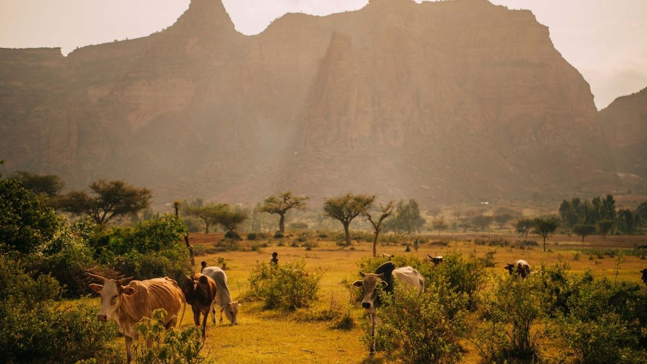 Cattle grazing with Gheralta Mountains in background, Ethiopia