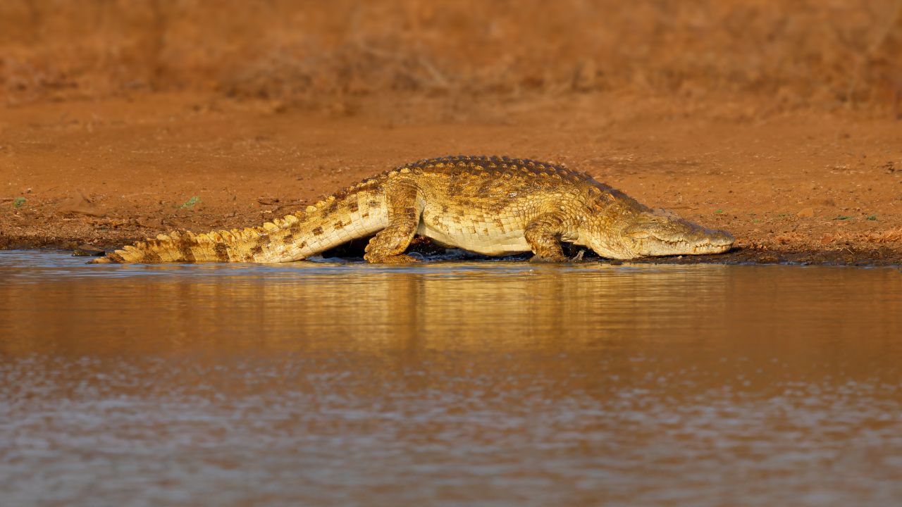 Crocodile on banks of Omo River