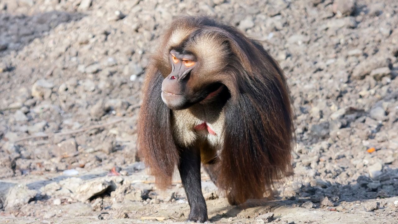 Large gelada monkey crawling on haunches up hill with thick mane, Simien Mountains, Ethiopia.