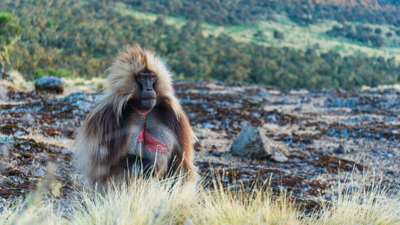 Gelada monkey sitting upright surveying surroundings, green mountains in background, Ethiopia.