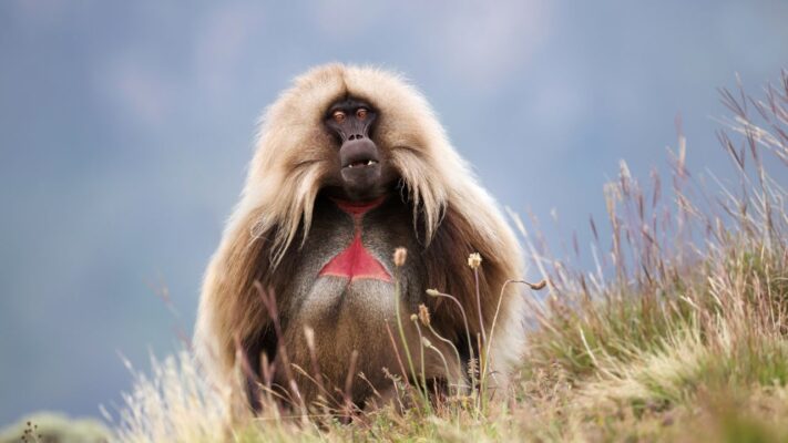 Large gelada monkey sitting in dry grass with blurred background, Simien Mountains, Ethiopia.