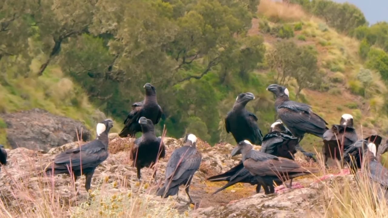 Flock of birds of prey landing on rocky outcrops in Simien Mountains, Ethiopia.